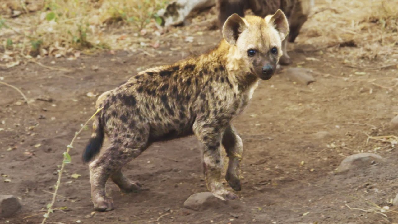 14 Fakta Hyena  Hewan  Licik yang Malas Berburu Musuh 